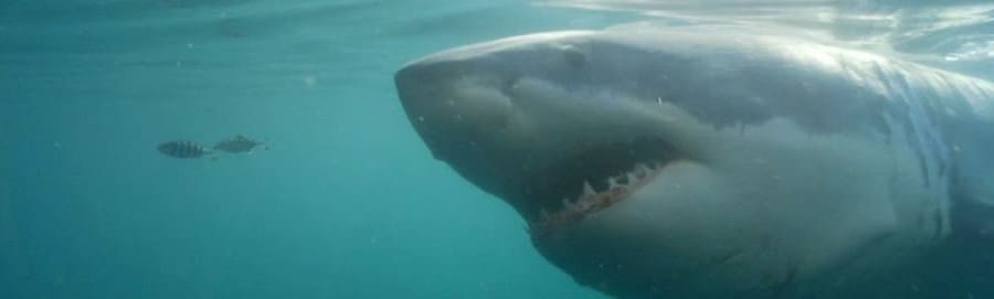 Shark Trek to open this year’s Shark Week