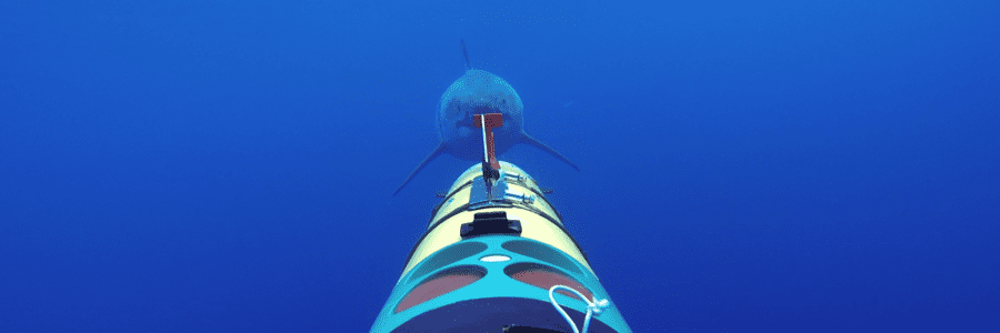 Boston Museum of Science names Sharkcam in their top 10 science stories of 2014!