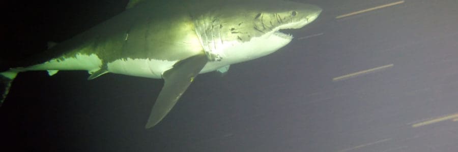 Big Wave footage goes viral