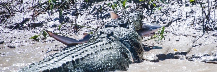 Shark Croc Showdown airs tonight in the UK