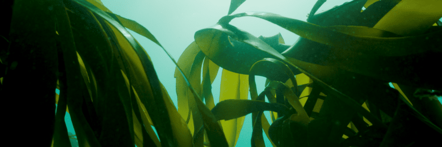 BBC announces commission –  ‘The Man Who Loves Kelp’