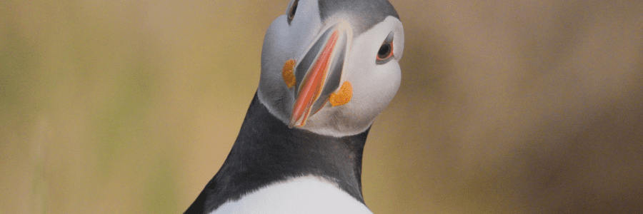 Puffin Patrol – BBC Wild about Nature Week